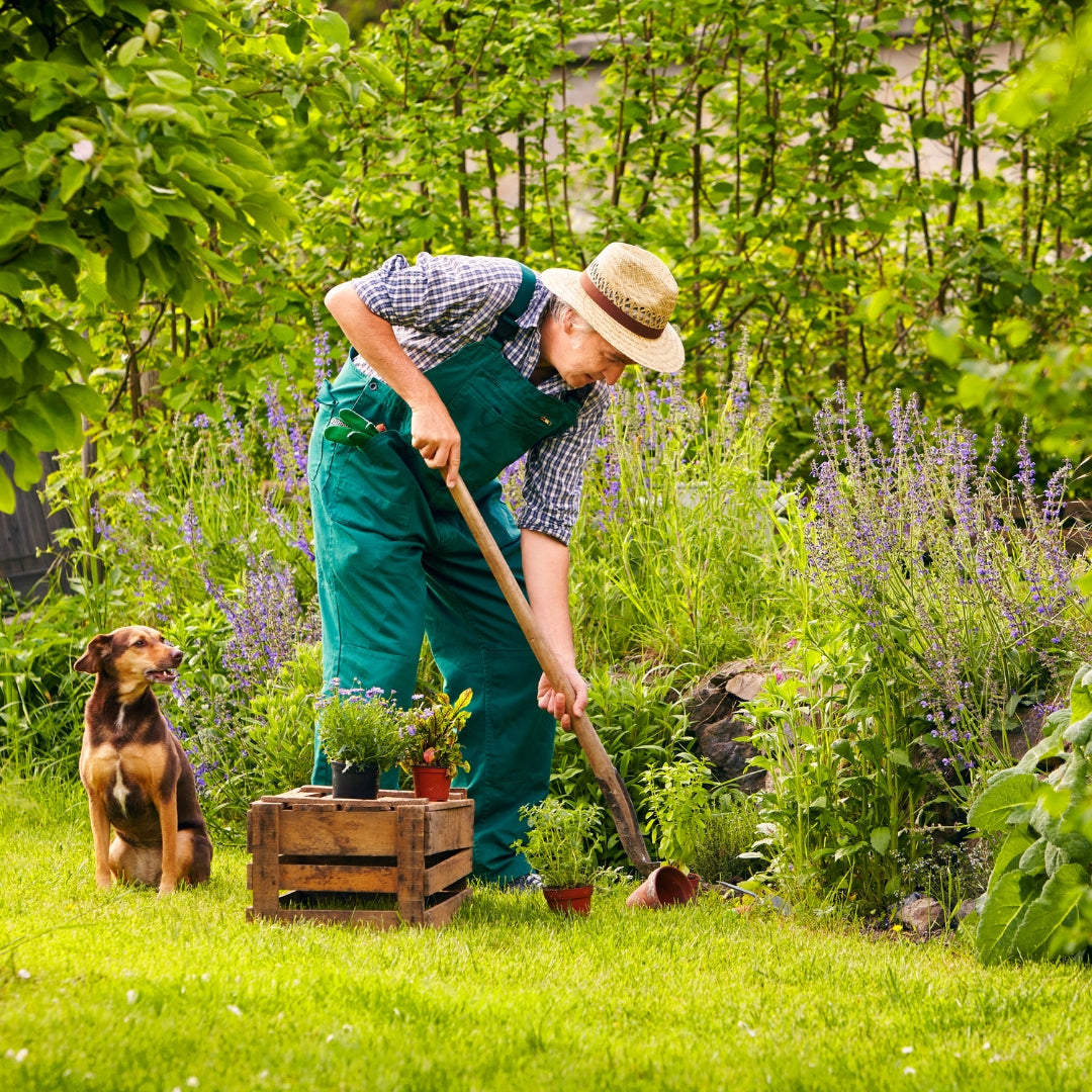 Australian Native Herbs & Spices: Ayurvedic Benefits & Natural Healing